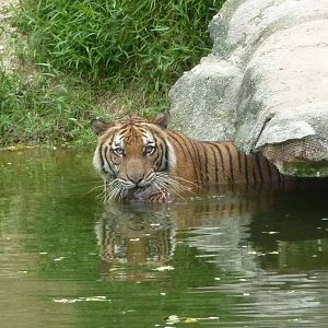 Malayan tiger, May 2013