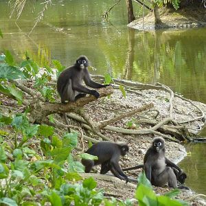 Wild spectacled langurs, May 2013