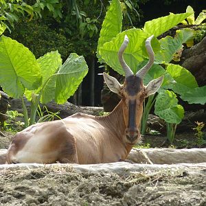 Red hartebeest, May 2013