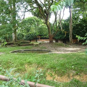 Malayan tapir enclosure, May 2013