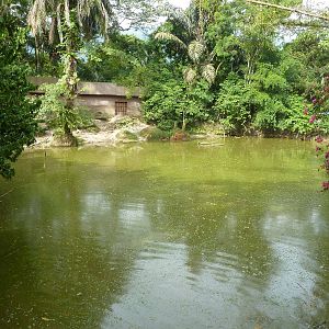 Hippo pool, May 2013