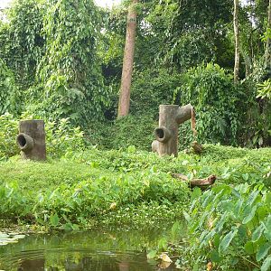 Poor gibbon island, May 2013