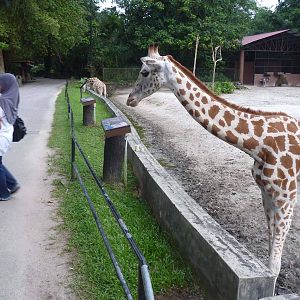 Friendly giraffes, May 2013