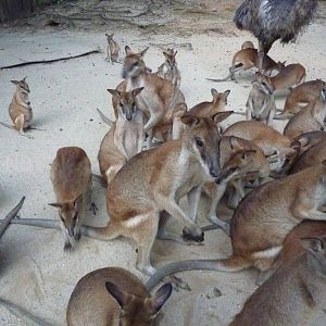 A lot of agile wallabies, May 2013