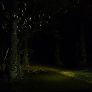 Riverine forest by night, May 2013