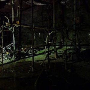 Lowland forest by night, May 2013