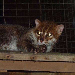 Flat-headed cat, May 2013