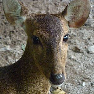 Bawean deer, May 2013