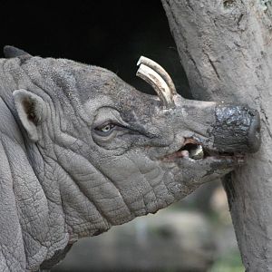 Sulawesi Babarusia Boar