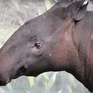 Malayan Tapir