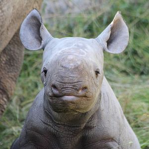 Black Rhino, Embu