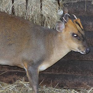 Muntjac