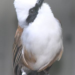 White-crested laughing thrush