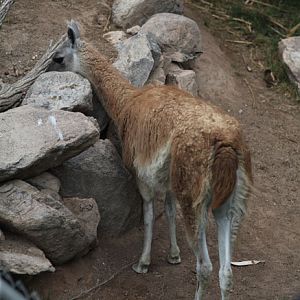female guanaco