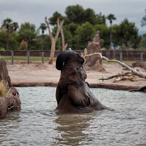 bull elephant in pool