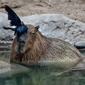 grackle on capybara