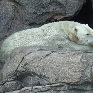 Polar Bear