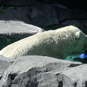Polar Bear