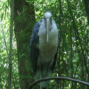 Lesser Adjutant Stork