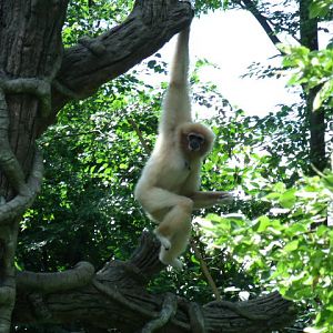 Lar Gibbon