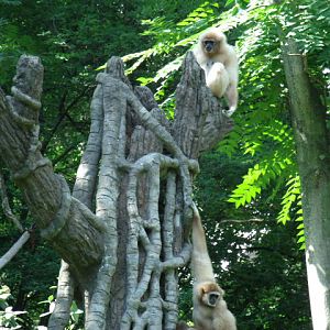 Lar Gibbons