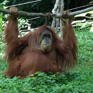 Sumatran Orangutan