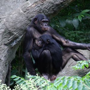 Bonobos