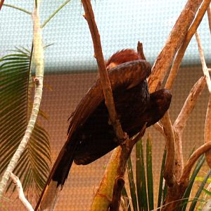 Black-Casqued Hornbill