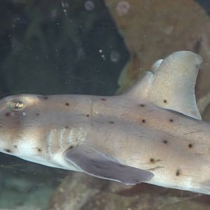 Shark-species