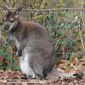 Bennet wallaby