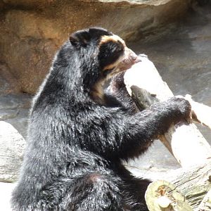 Andean Bear