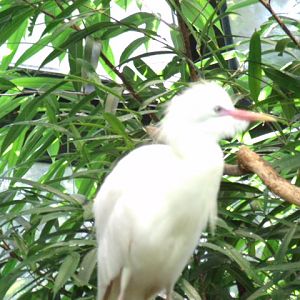 Cattle Egret