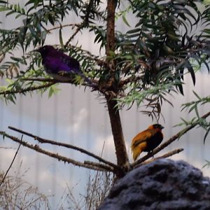 Violet-Backed Starling & Orange Bishop