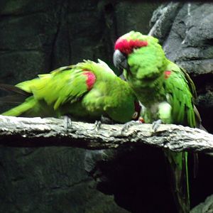 Thick-Billed Parrots