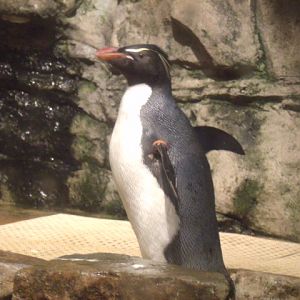 Southern Rockhopper Penguin