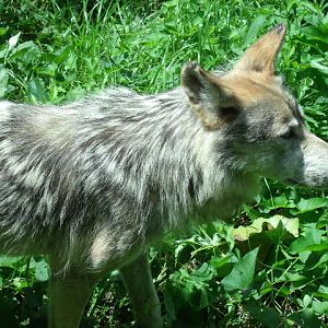 Mexican Wolf