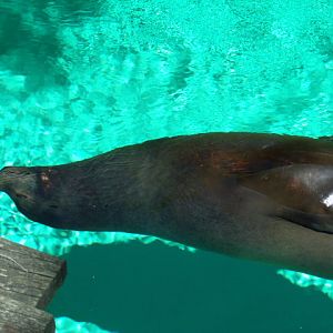 California Sea Lion