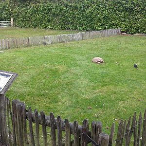 Enclosure African spurred tortoises