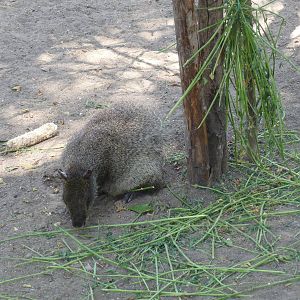 mexican aguti africam safari