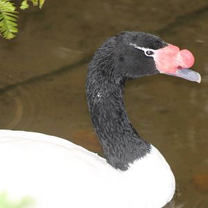 Black-necked swan