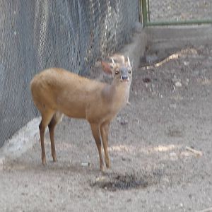 mexican brocket deer africam safari