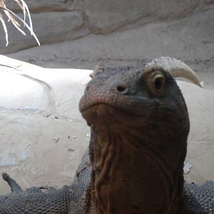 Komodo Dragon