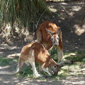 Red Kangaroos Africam Safari