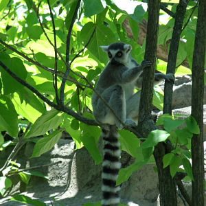 Ring-Tailed Lemur