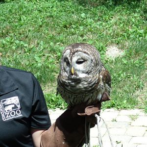 Barred Owl