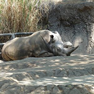 white rhino chapultepec zoo
