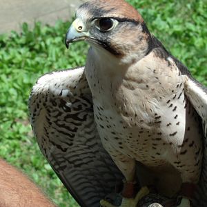 Lanner Falcon