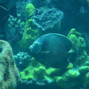 French angelfish