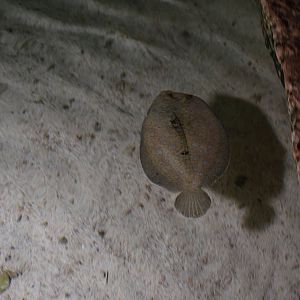 Flounder