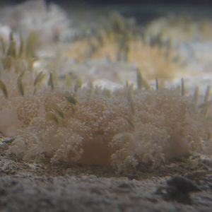 Up-side down jellyfish